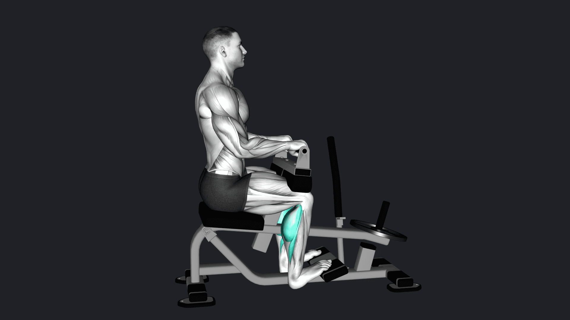Seated Calf Raise Machine for Sale |Buy Gym Machines – TK Star Cables