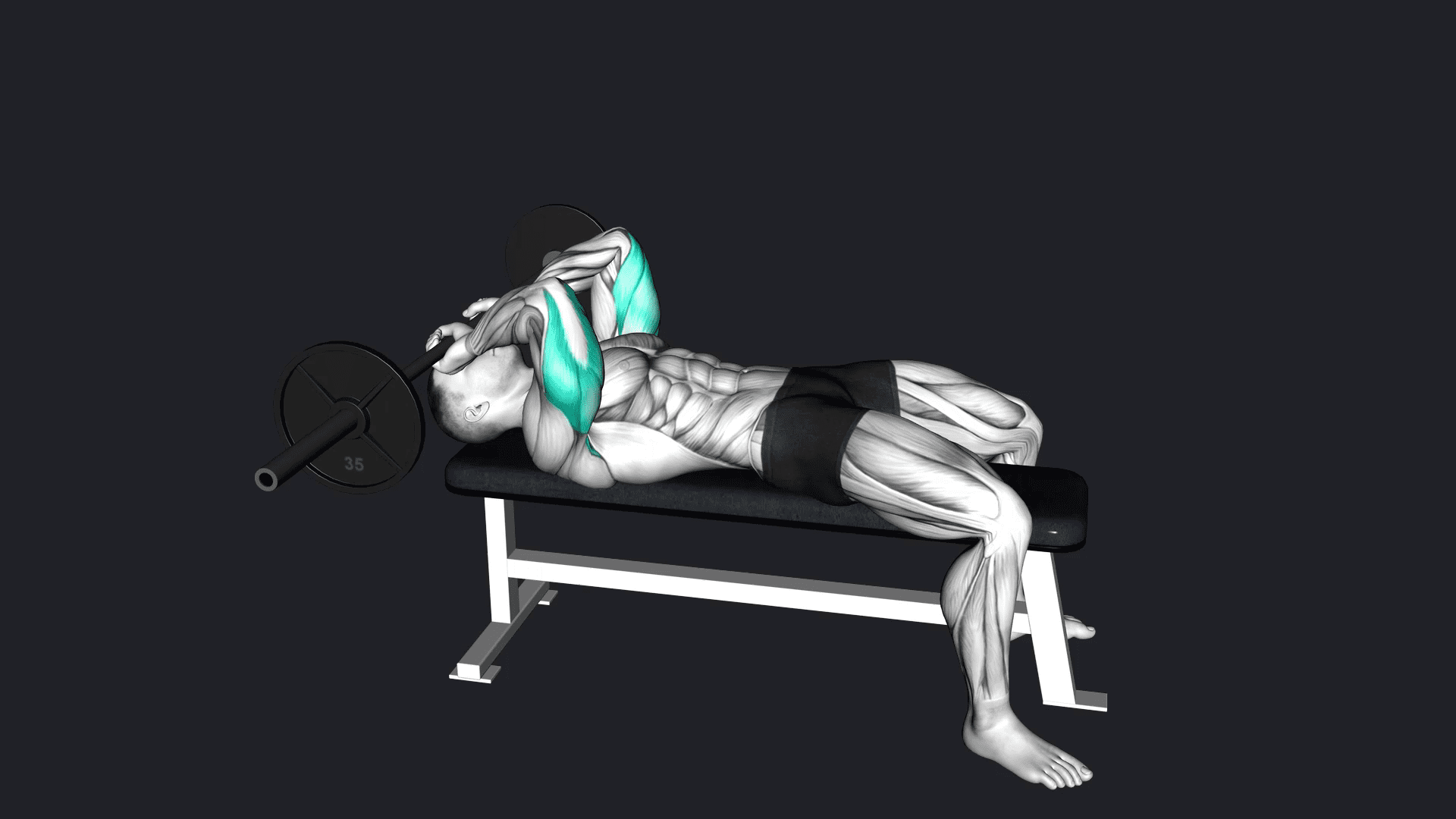 Lying Barbell Tricep Extension vs Seated Dips Machine