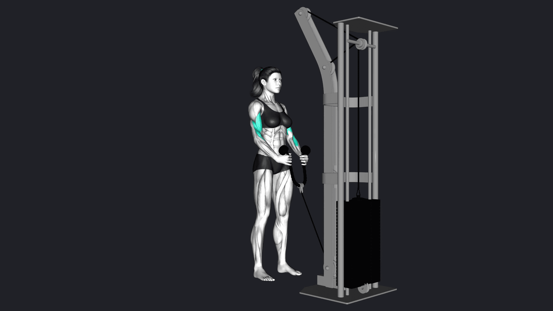 Cable Hammer Curl how to do, Alternatives, gif & More